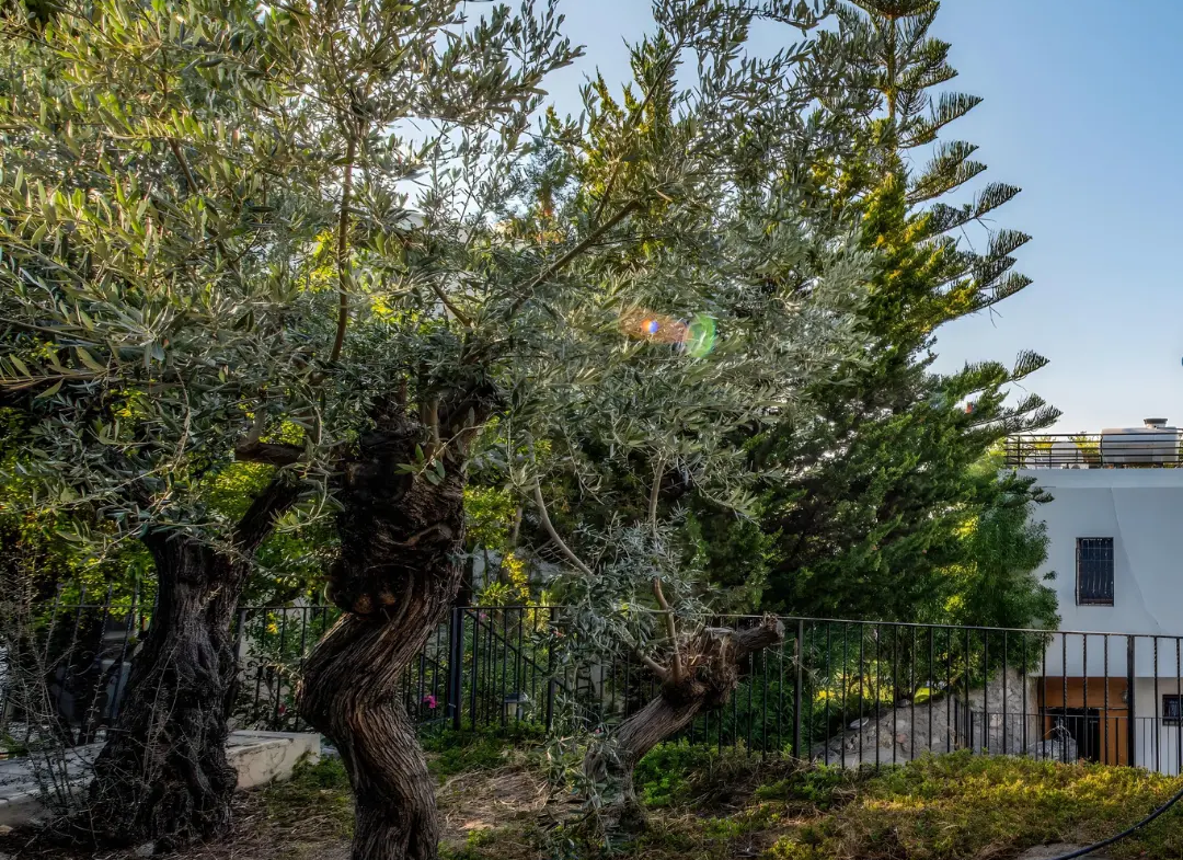 Cozy Traditional Home in Zeytinlik, North Cyprus